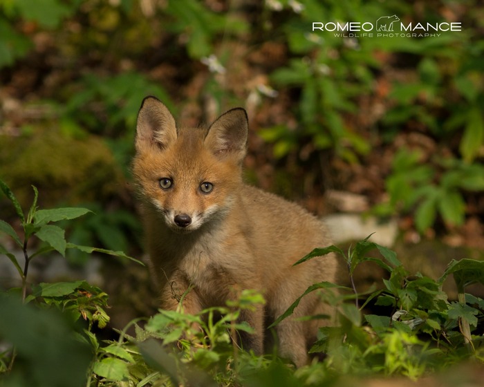 Izlo ba Fotografija Romeo Mance Processus Montanus Izlo ba Fotografija Romeo Mance Processus Montanus